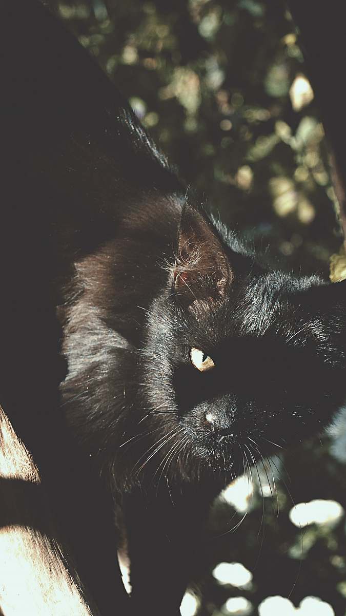 black cat short-fur black cat mammal